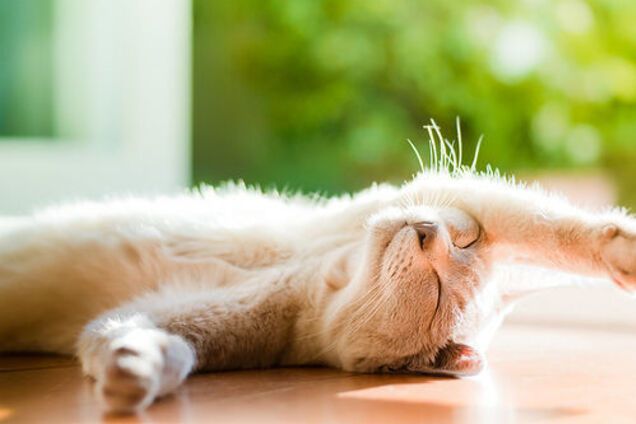 Когда в Украину придут весна и жара: названы даты