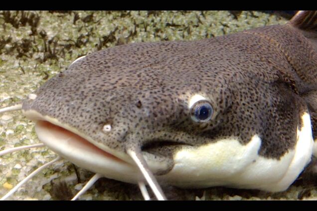 Ось це чудовисько: рибалки виловили величезного сома біля Черкас