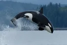 Косатка