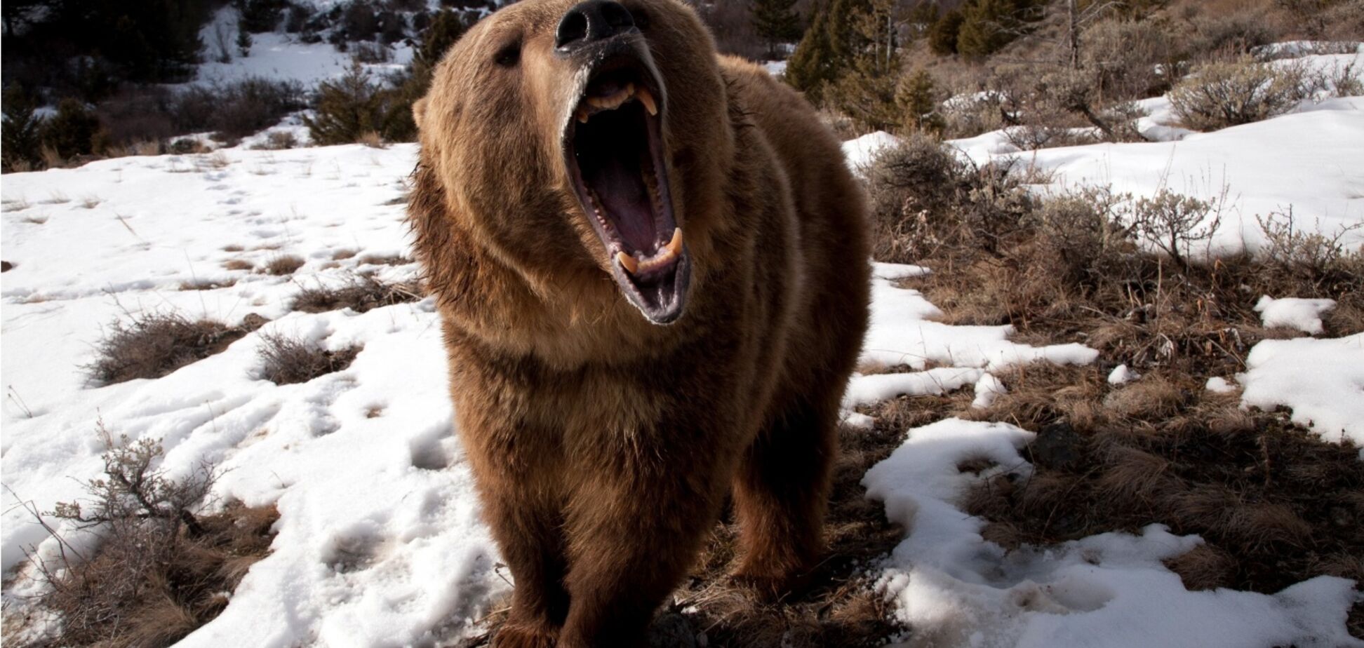 У США чоловік напав на ведмедя, щоб врятувати цуценя