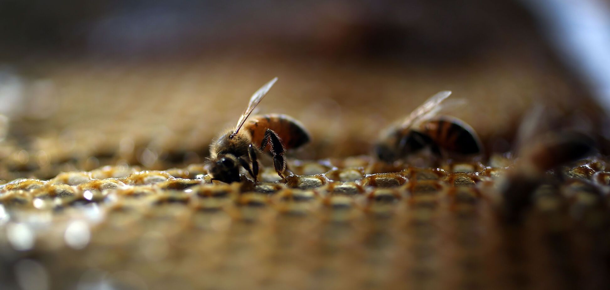 Живые пчелы и жабы: Украина заработала на экспорте необычных товаров свыше $1 млрд