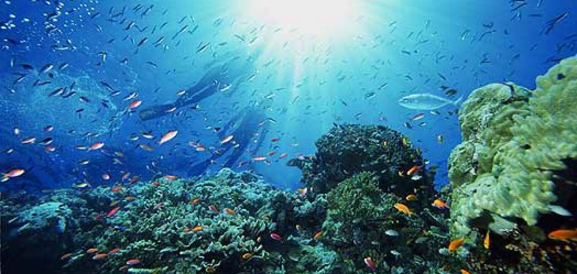 Найдено объяснение страшных звуков со дна Красного моря