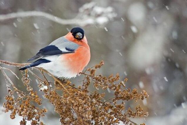 Погода в Украине