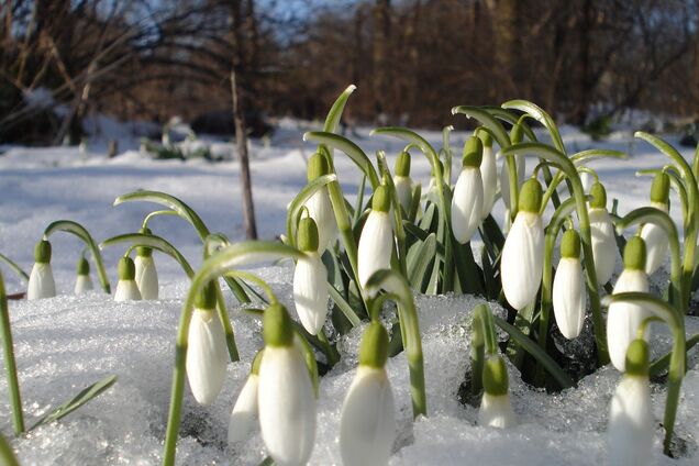 Синоптик розповів, коли до України прийде справжня весна