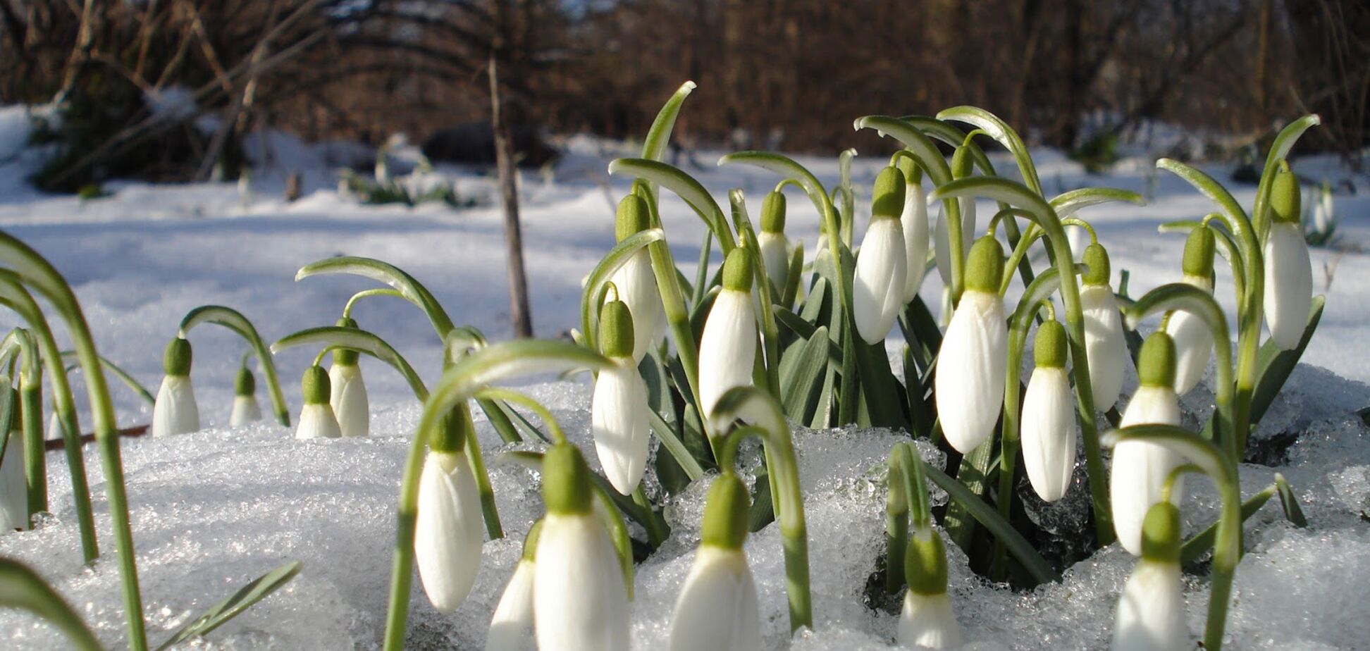 Синоптик рассказал, когда в Украину придет настоящая весна