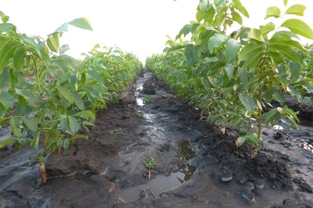 'Ореховая субсидия': назван способ заработать вторую пенсию