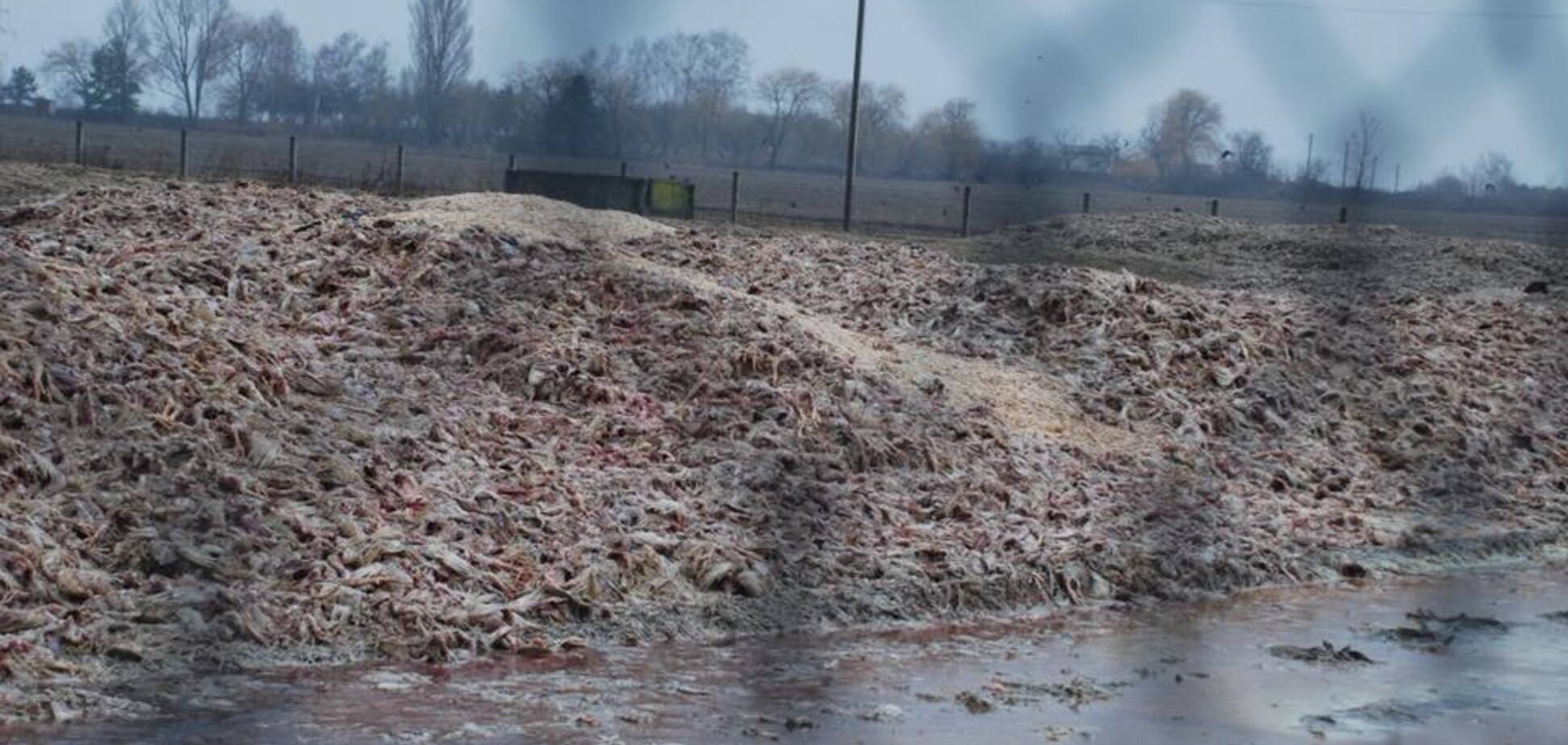 Відходи птахофабрики в Гаврилівці