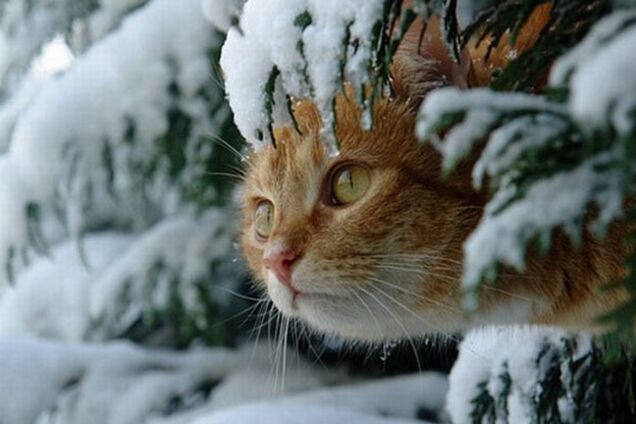 Погода в Украине: появился прогноз на начало рабочей недели