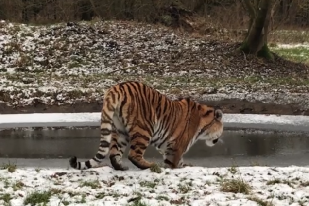 Хуже коровы: тигр на льду развеселил сеть. Забавное видео
