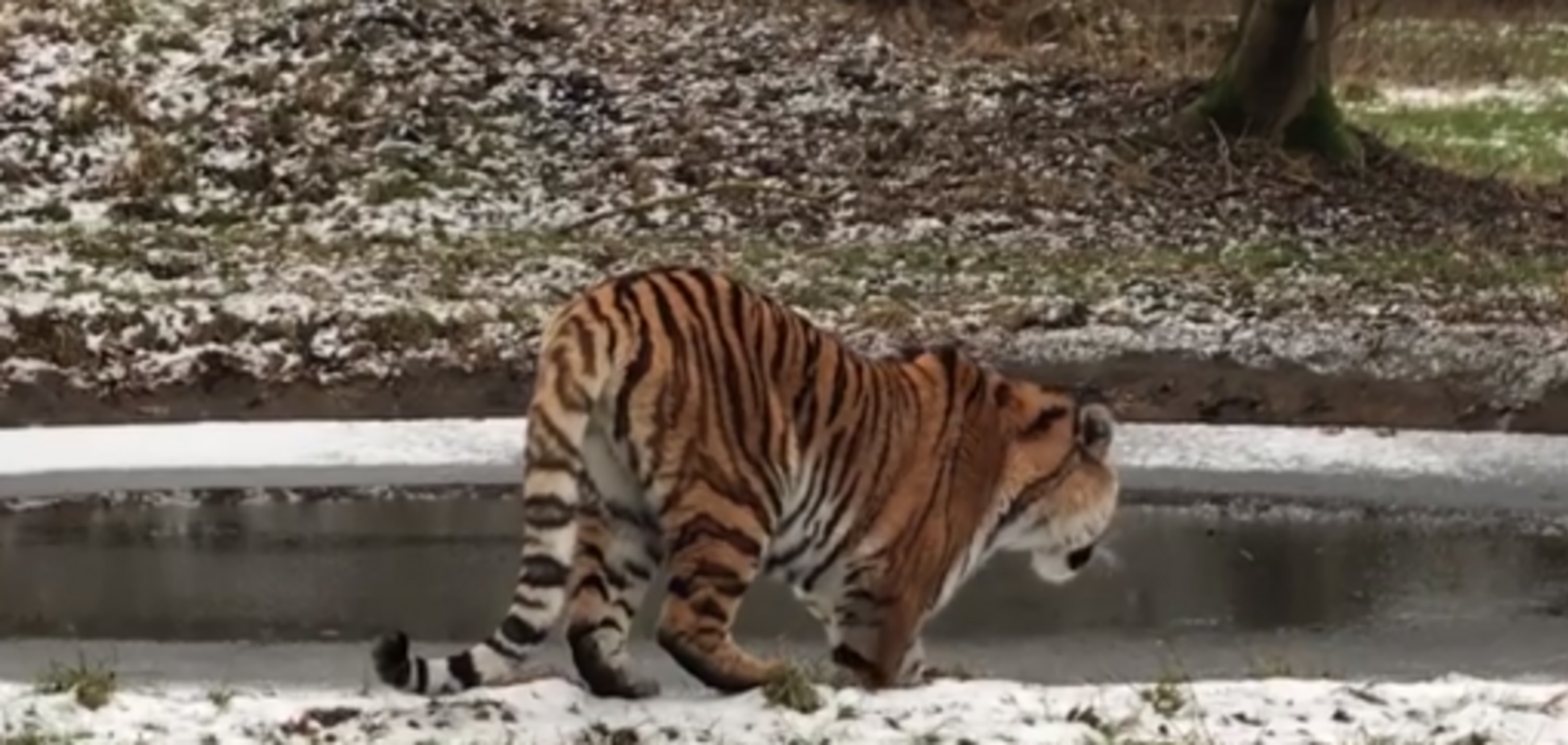 Гірше корови: тигр на льоду розвеселив мережу. Кумедне відео