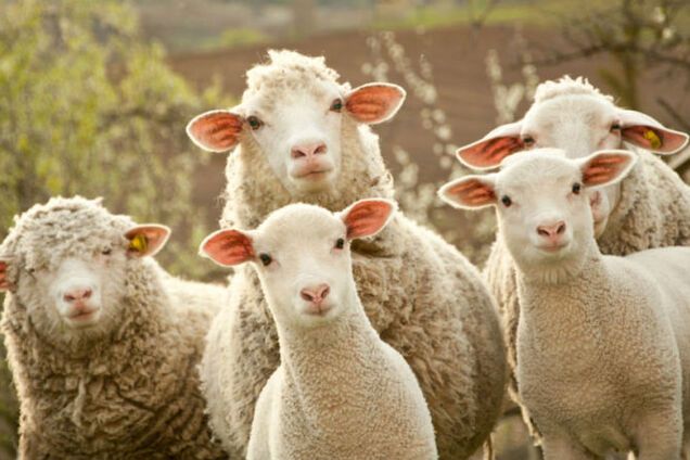 Химеру пришлось убить: ученые скрестили овцу с человеком