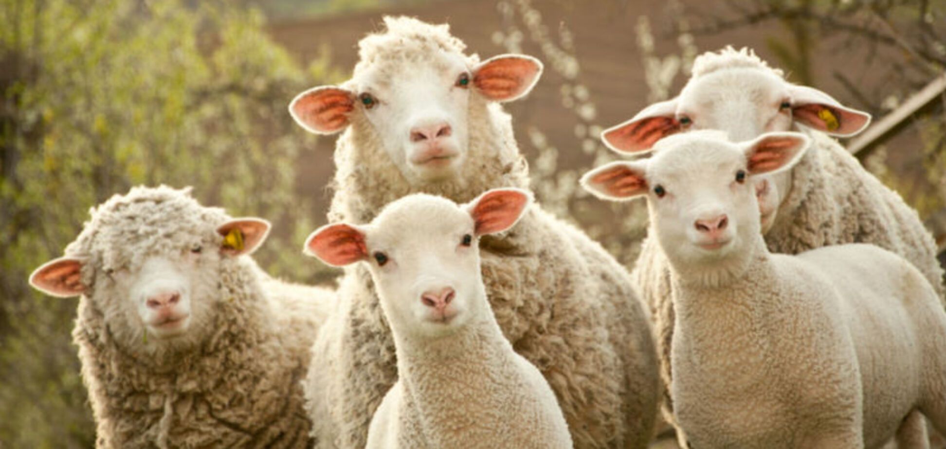 овцы
