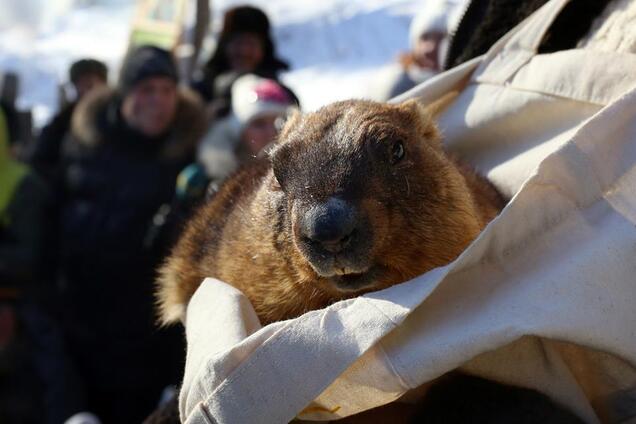 Сурок Тимка