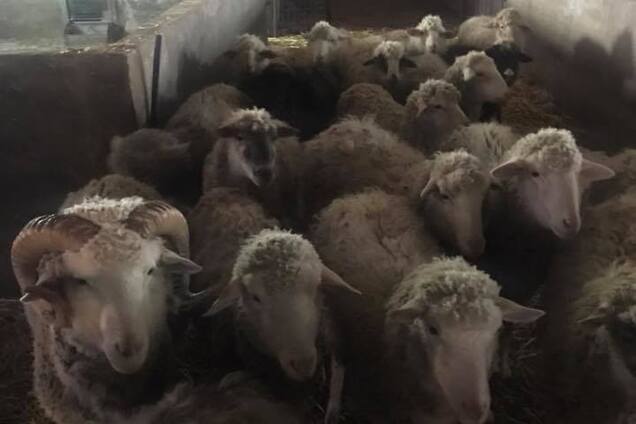 Прикинулись овечками: на Киевщине 'нарыли' подземный спиртзавод