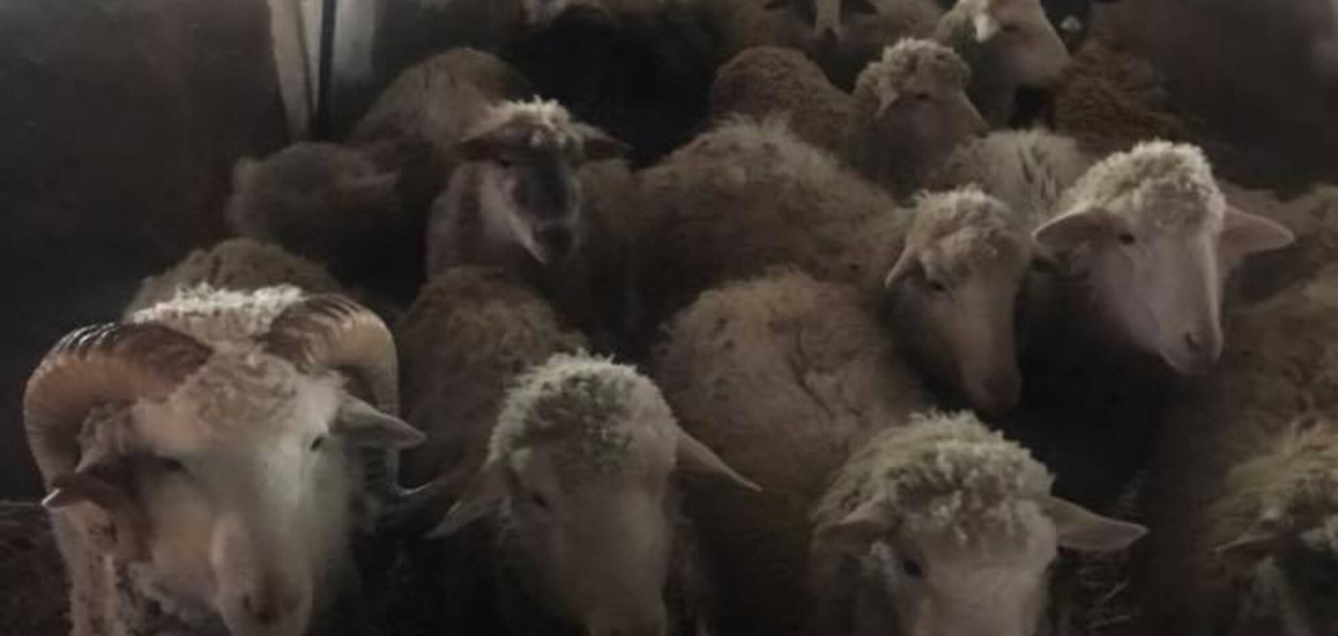 Прикинулись овечками: на Киевщине 'нарыли' подземный спиртзавод