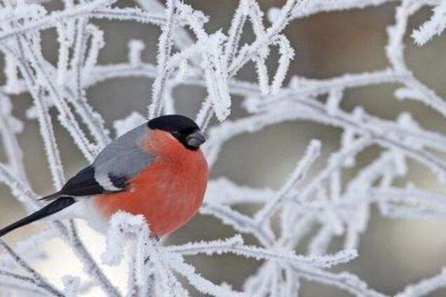 Лютые морозы