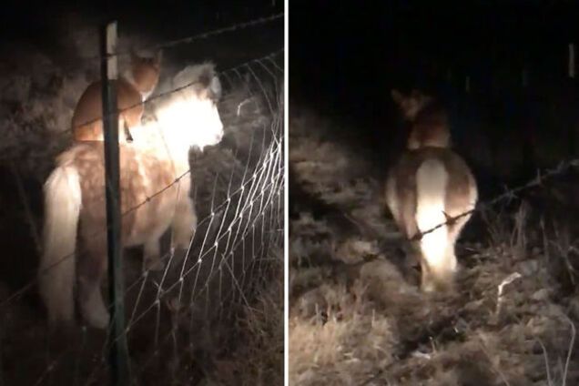 В США собака оседлала пони и ускакала в темноту