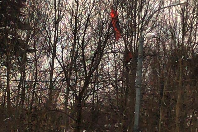 У Москві парашутист повис на дереві