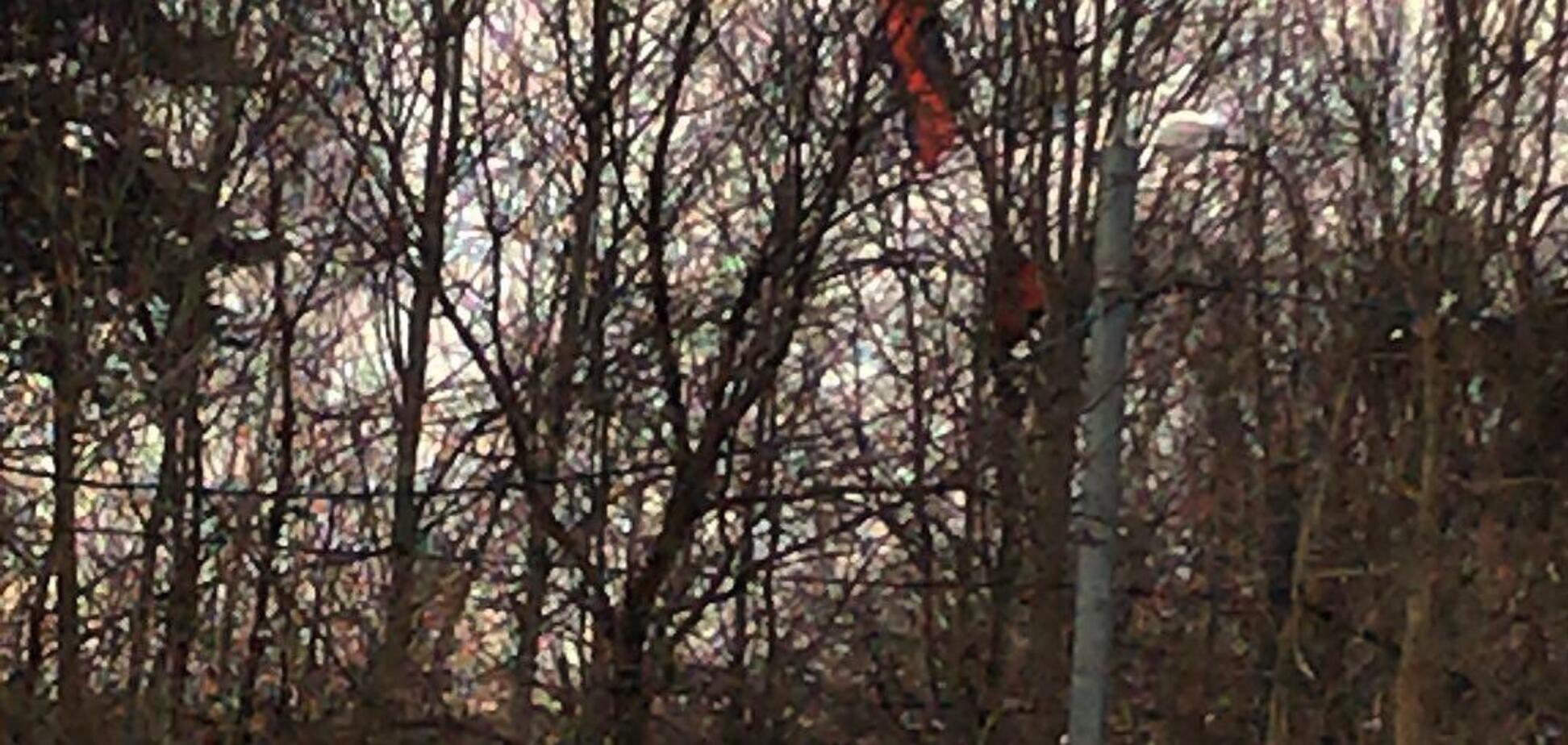 В Москве парашютист повис на дереве
