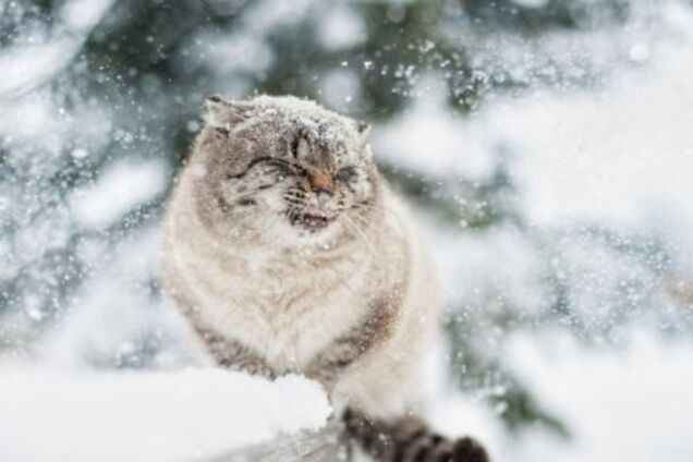 Снегопад в Украине