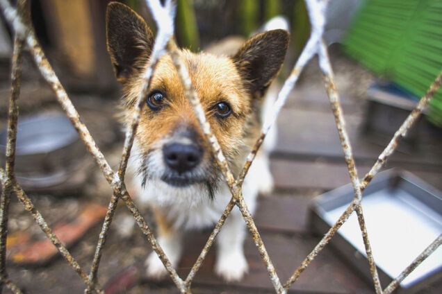 В українських тюрмах дозволять утримувати домашніх тварин