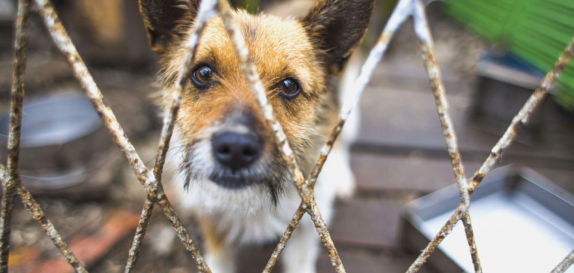 В украинских тюрьмах разрешат содержать домашних животных