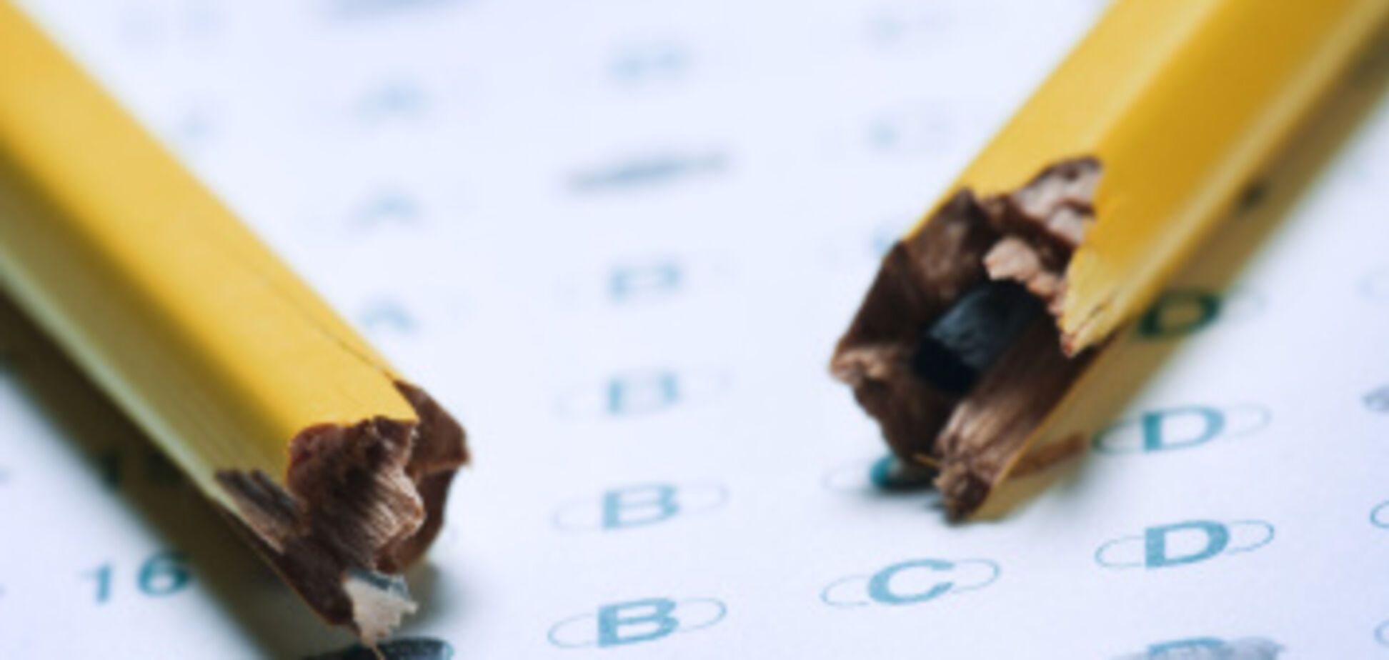 Детская задачка о собаках загнала в тупик взрослых по всему миру