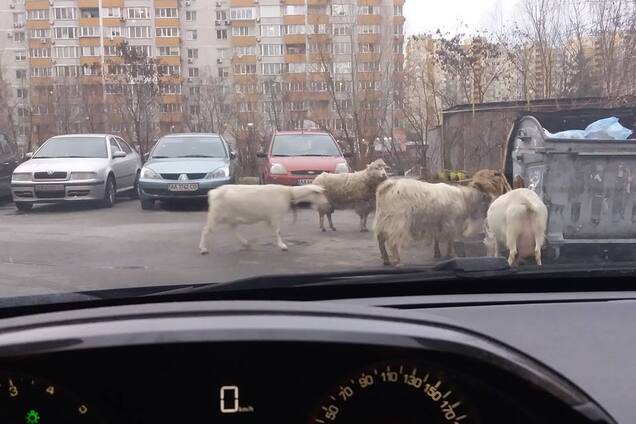 'Скоро страусов разведут': в Киеве жителей удивили парнокопытные животные