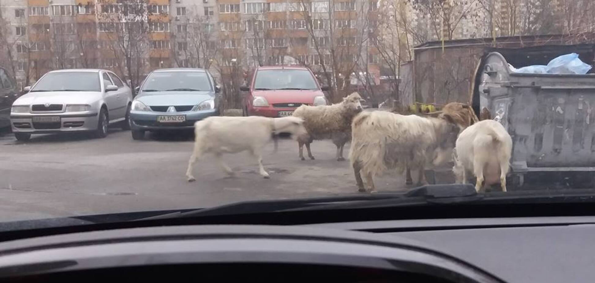 'Скоро страусів розведуть': в Києві жителів здивували парнокопитні тварини