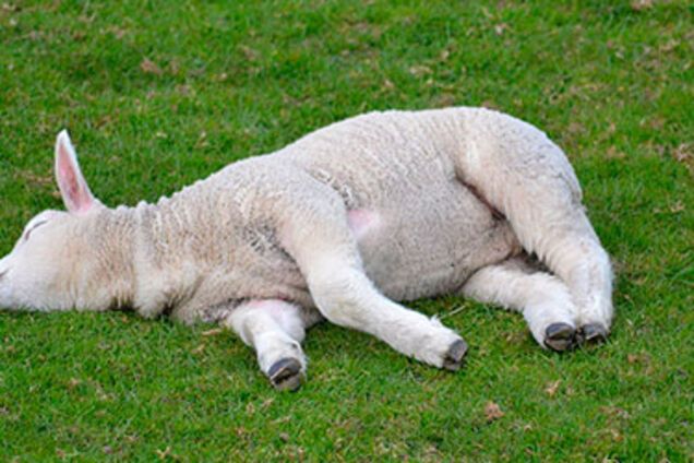 В Англии родилось животное-мутант с пятью конечностями: опубликованы фото