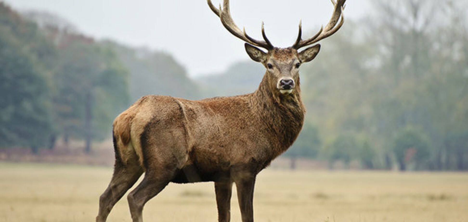 'Сказочка о Бригаде и Волонтере-Правдорубе'