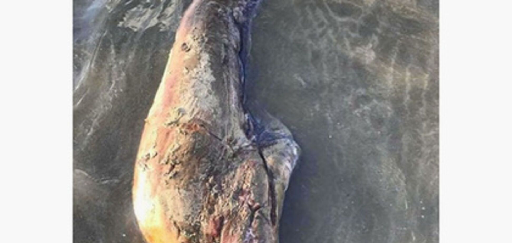 В Австралії на берег викинуло огидну істоту без очей. Фото