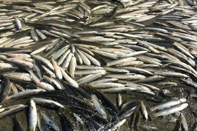 Экоцид на Запорожье: вскрылись детали массового замора рыбы