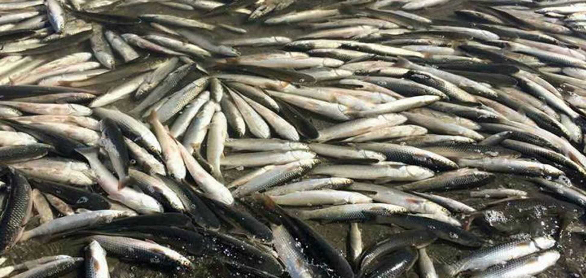Экоцид на Запорожье: вскрылись детали массового замора рыбы