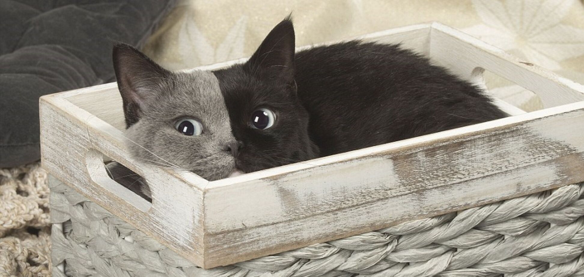 дволика кішка