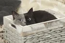 Двуликая кошка