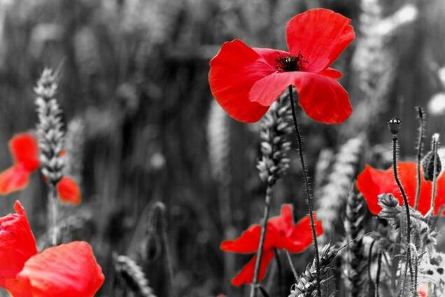 Полювання на відьом зламало чимало життів