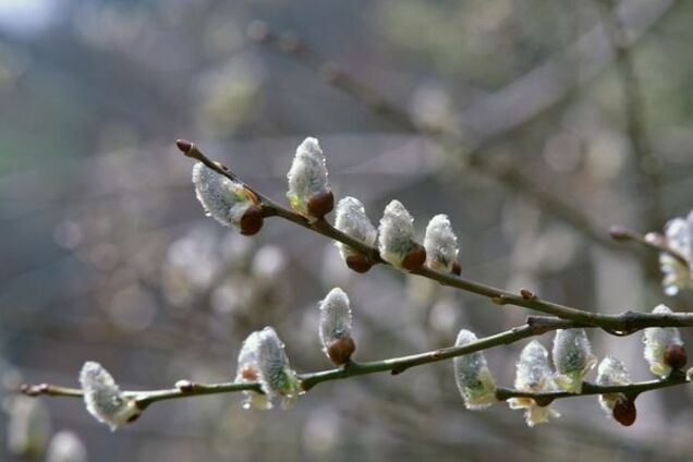 Весна Дождь