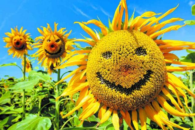 Украина заблудилась, и в этом наш шанс