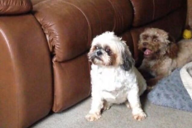 Это не фотошоп: пес с необычной внешностью напугал сеть