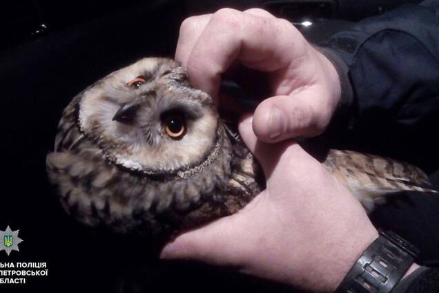 Днепровские копы спасли редкую сову