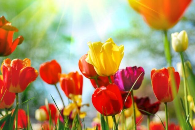 Мелітополь засадять тюльпанами