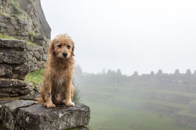 В Украине исчез главный сайт о биатлоне: Брынзак прокомментировал
