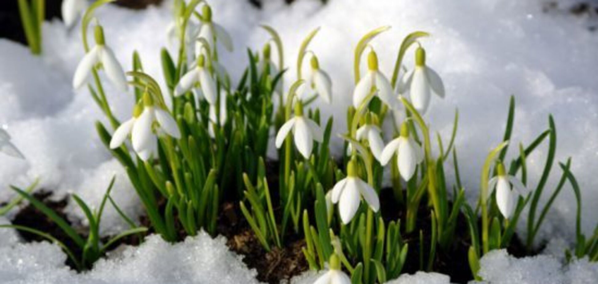 Спочатку сніг і морози: синоптик розповіла, коли в Україну прийде весняне потепління