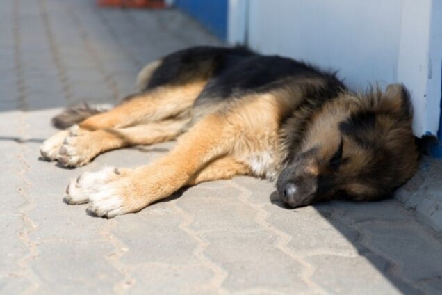 Забил собаку лопатой: скандал с живодером на Киевщине получил продолжение