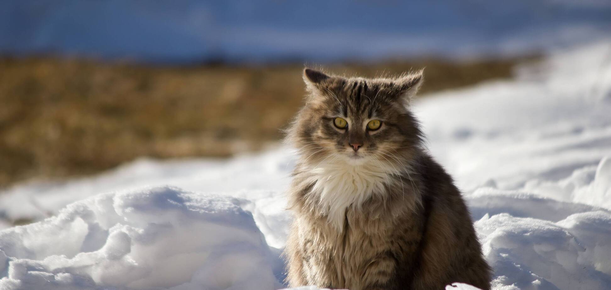 Три дня под снегом: Гидрометцентр предупредил о 'сюрпризе'