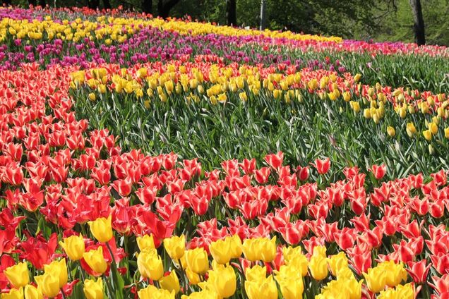 У Києві пройде виставка тюльпанів