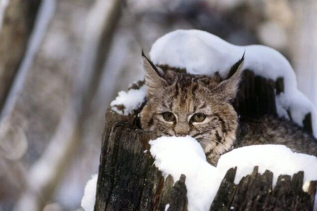 Погода в Украине: стал известен прогноз на начало новой недели