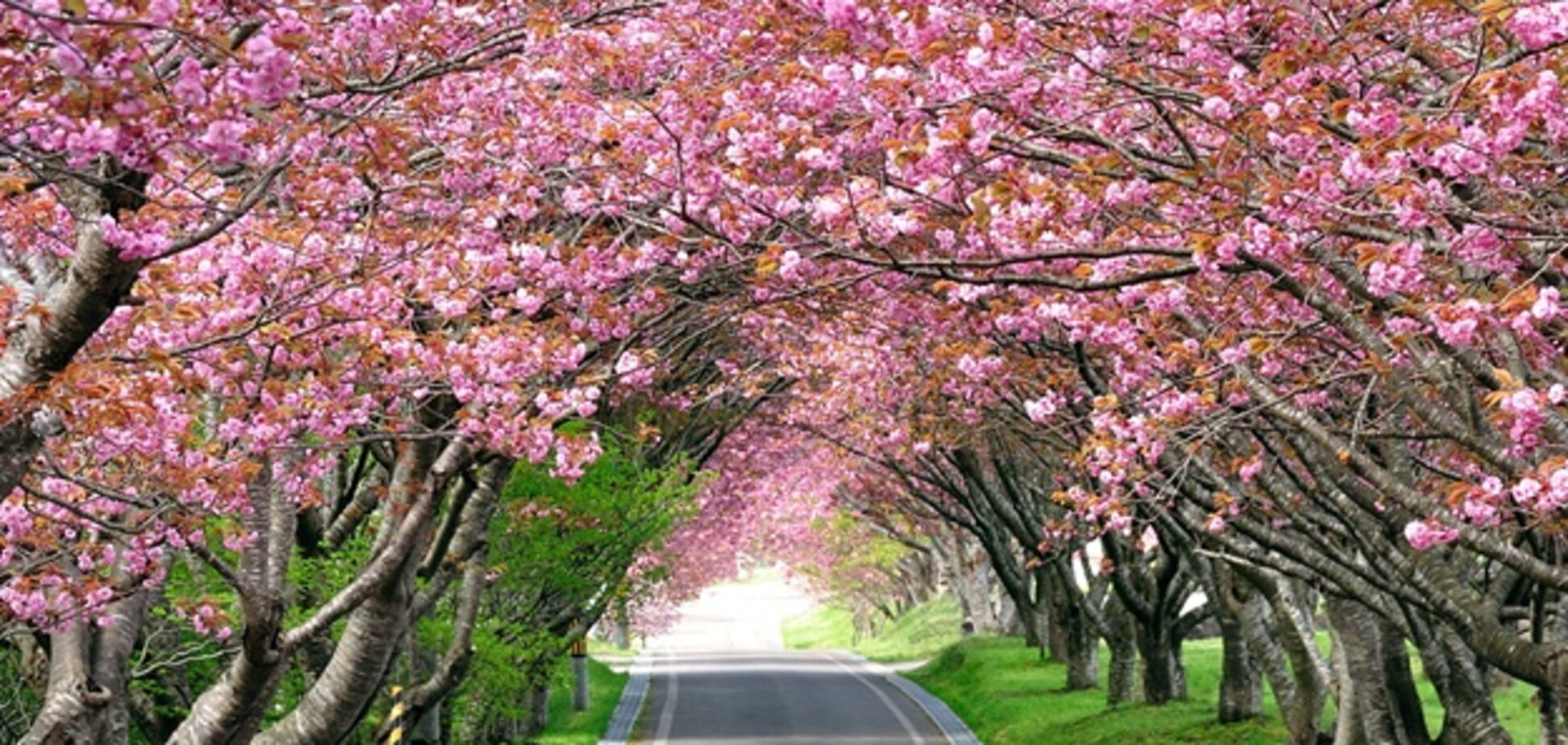 Під Одесою висадять алею сакур