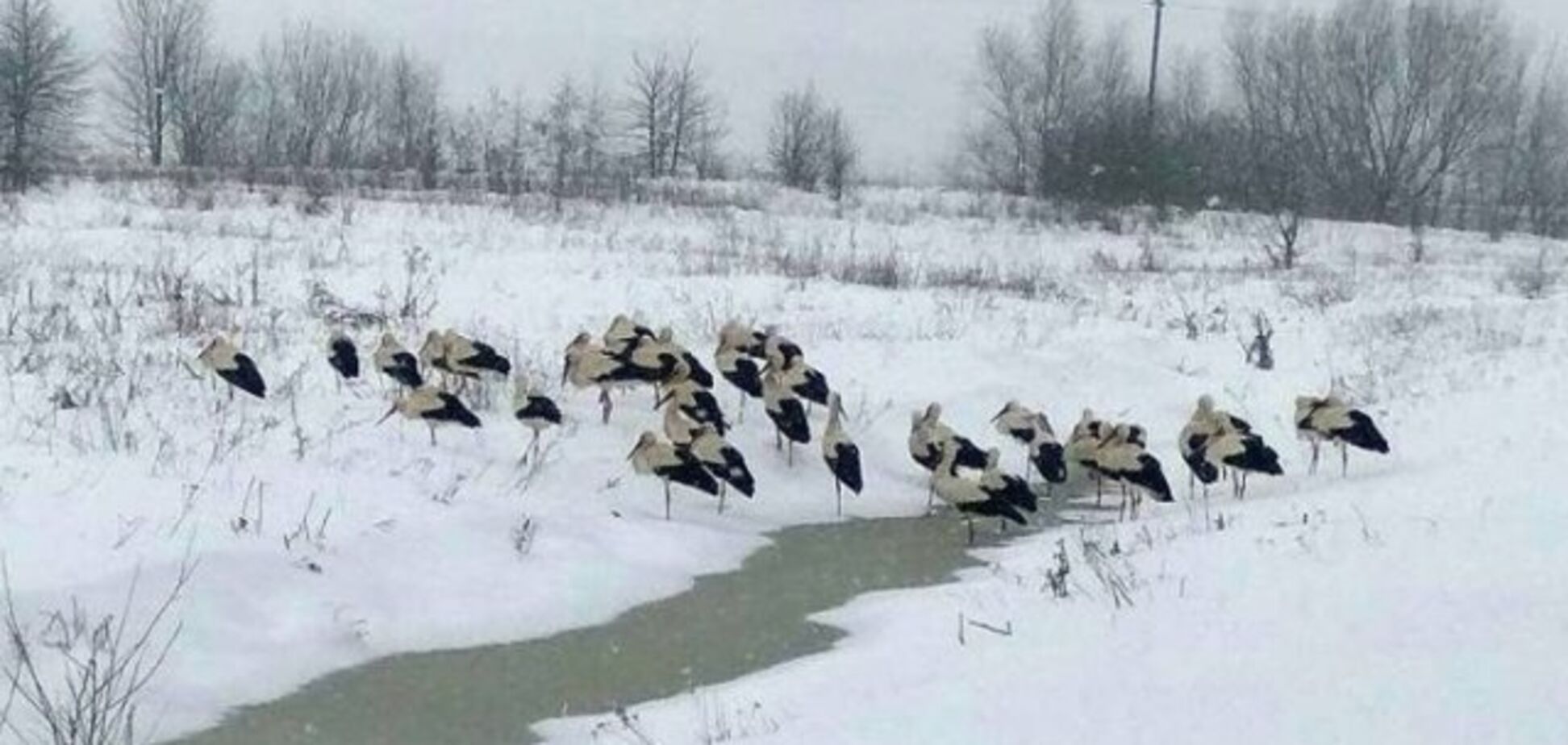 Как спасать аистов во время снегопадов: советы экологов